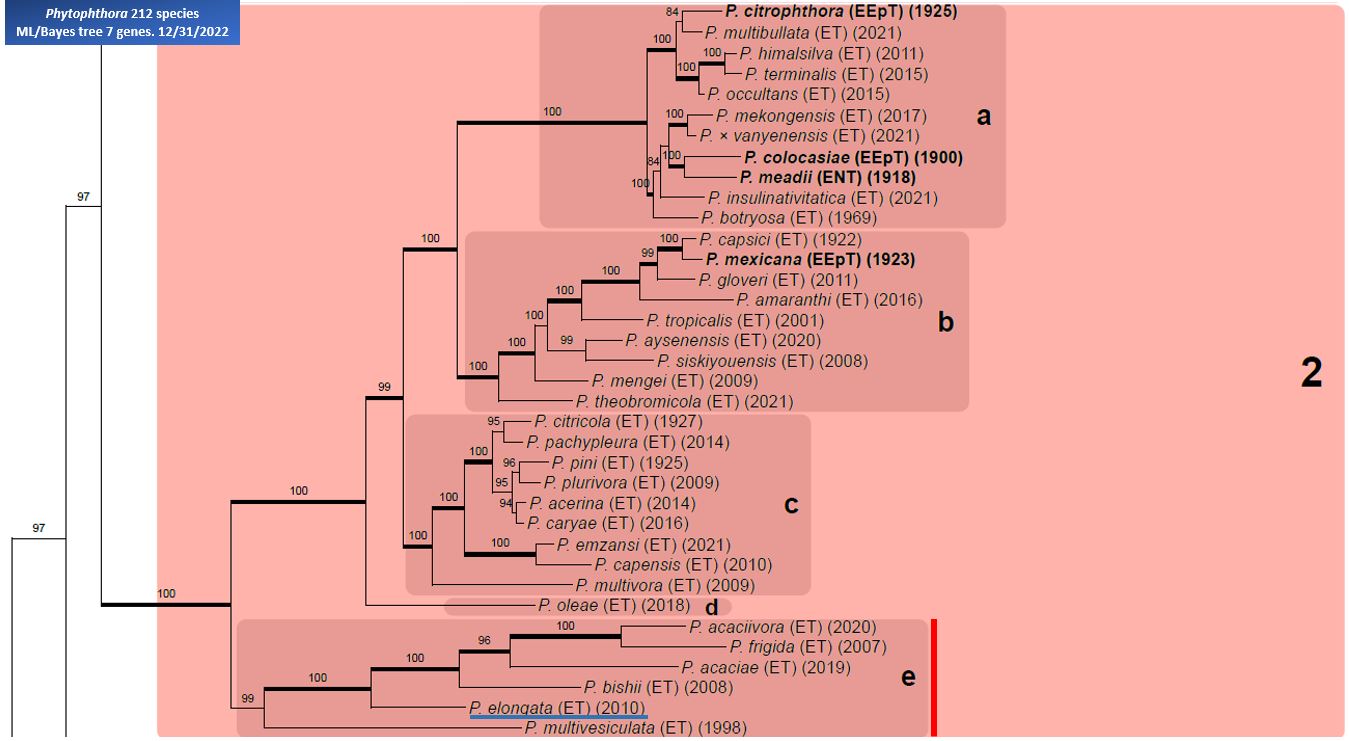    Phytophthora  spp. in Clade 2e:  portion of the seven-loci ML phylogeny featuring the type cultures of 212 described species (by T. Bourret). Notice the position of   P. elongata  Ex-type CBS 125799 = Samp;T BL 62 . Gloria Abad, USDA Samp;T.
